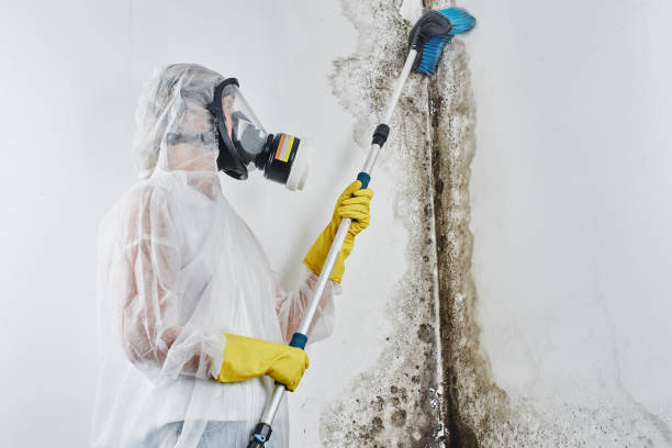 Best Mold Remediation  in Bogata, TX