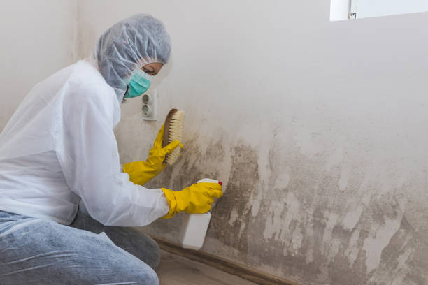 Mold Removal Process in Bogata, TX