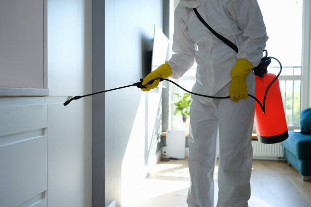 Best Toxic Mold Removal  in Bogata, TX