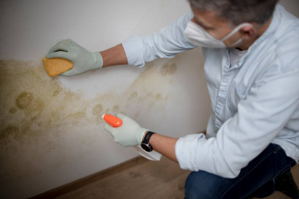 Best Mold Removal Company Near Me  in Bogata, TX