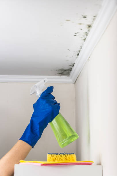 Best Same-Day Mold Removal  in Bogata, TX